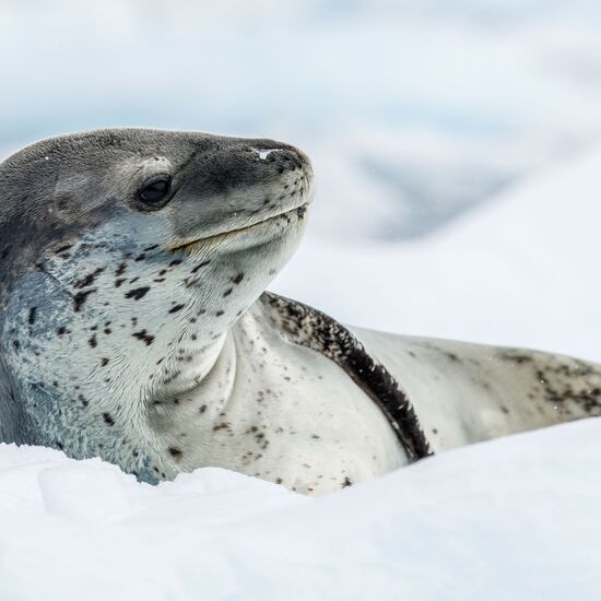 Celebrating New Year’s in Antarctica
